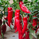 Hongyun No.1 Sweet Pepper F1, 100 Seeds