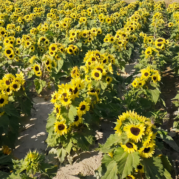 Duotou Nuanyang Sunflower, 50 Seeds
