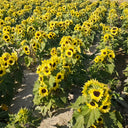 Duotou Nuanyang Sunflower, 50 Seeds