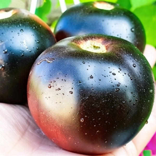 792 Dwarf Gondwana Thunder Tomato, 5 Seeds