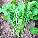 Organic Large-Leaf Arugula Seeds