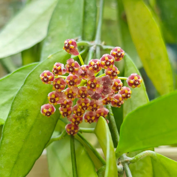 Hoya inconspicua, 1 Cutting