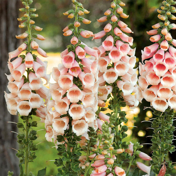 Pink Foxglove, 1000 Seeds
