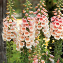 Pink Foxglove, 1000 Seeds