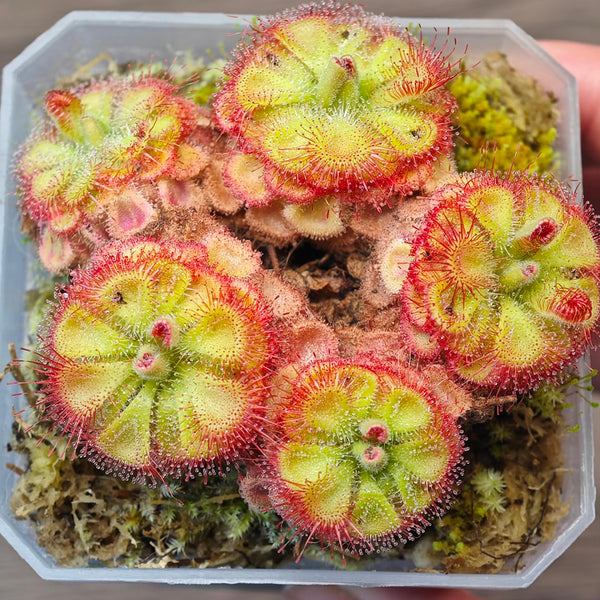 Drosera burmannii 'Humpty Doo' Seeds, 100 Seeds