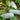 Fenbailong Wax Gourd Seeds, 20 Seeds