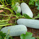 Fenbailong Wax Gourd Seeds, 20 Seeds