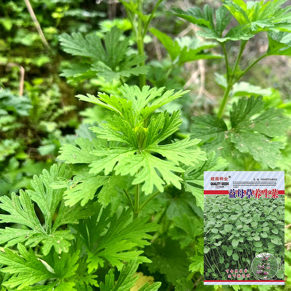 Motherwort seeds, 50g