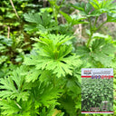 Motherwort seeds, 50g