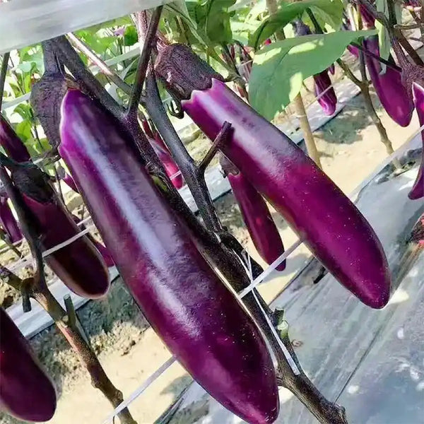 Zilong No.1 Eggplant, 200 Seeds