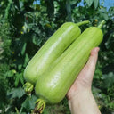 Baipangwa White Luffa Seeds, 10 Seeds