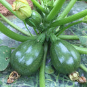 Bush Zucchini, 10 Seeds