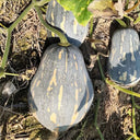 Sweet Taro Pumpkin Seeds, 20 Seeds