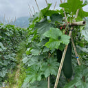 Black Skin Winter Melon Seeds, 50 Seeds
