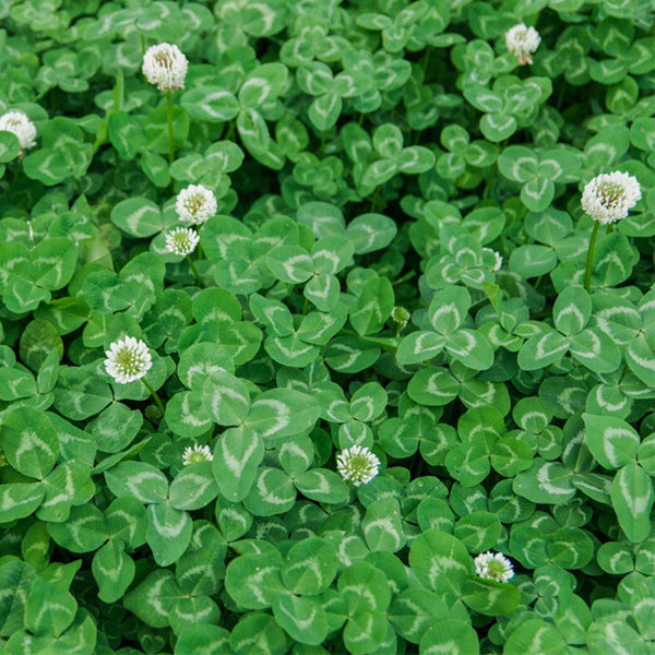 White Clover, 2000 Seeds