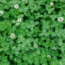 White Clover, 2000 Seeds