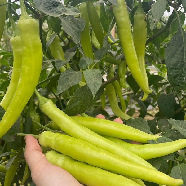 Yellow Beauty Pepper Seeds, 0.3g