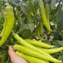 Yellow Beauty Pepper Seeds, 0.3g