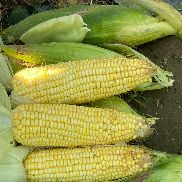 'Minuo 1157' F1 Yellow Waxy Corn Seeds, 100 Grams ≈ 500 Seeds