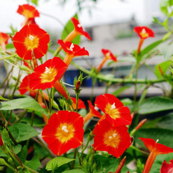 Hezhichun Cardinal Climber Seeds, 1g
