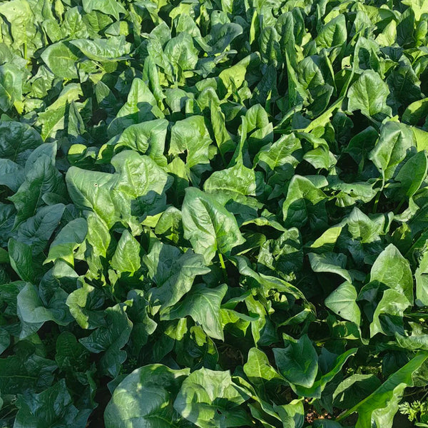 MoBao 618 Large-Leaf Spinach Seeds, 20g