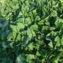 MoBao 618 Large-Leaf Spinach Seeds, 20g