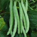 Red-flowered Snap Bean Seeds, 5 × 10g Bags