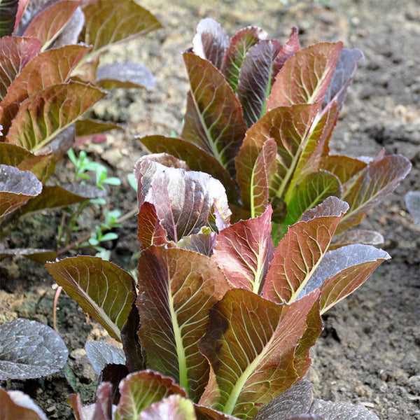 Purple Roman Lettuce Seeds, 10g