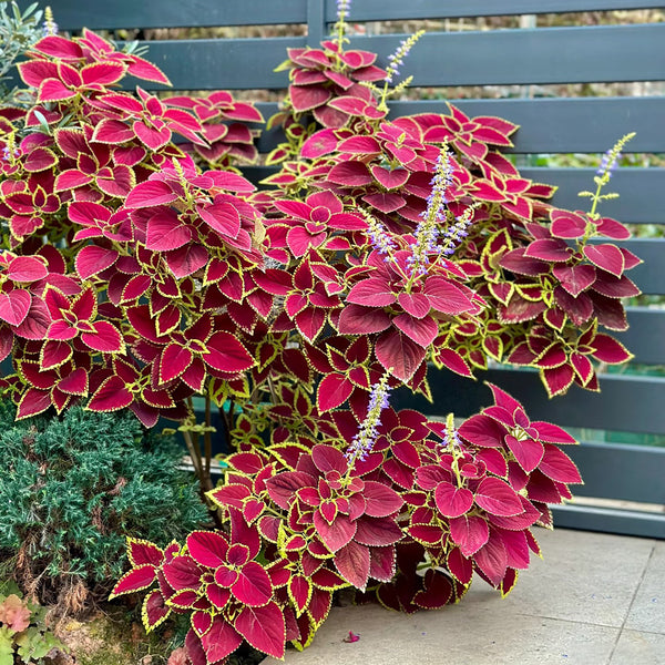 Garden Coleus Mixed Seeds, 200 Seeds