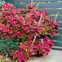 Garden Coleus Mixed Seeds, 200 Seeds