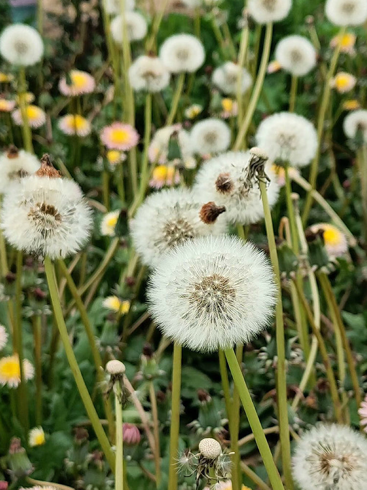 Pink Dandelion