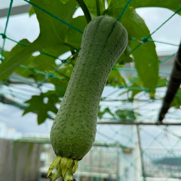 Yucui Sponge Gourd, 10 Seeds