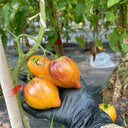 'Eden's Garden No. 6' Tomato Seeds, 5 Seeds