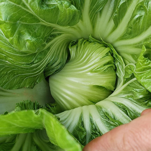 Jinlei Mustard Cabbage, 10g