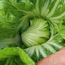 Jinlei Mustard Cabbage, 10g