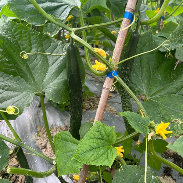 Boya 533 Cucumber, 50 Seeds