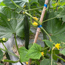 Boya 533 Cucumber, 50 Seeds