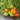 76 Northern Lights Tomato, 5 Seeds