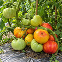 76 Northern Lights Tomato, 5 Seeds