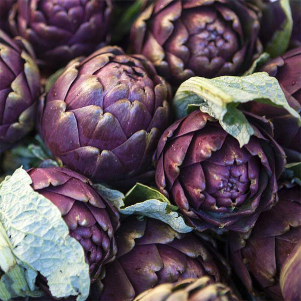 Purple Artichoke, 5 Seeds