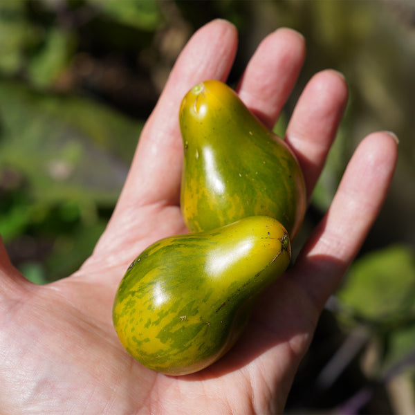 Mint Julep Tomato, 15 Seeds