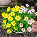 W1344 Zahara Yellow Zinnia, 100 Seeds