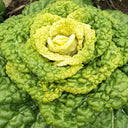 Yellow-Heart Flat Cabbage Seeds, 10g
