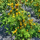 376 Amber Keyes Tomato, 5 Seeds