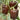 Coffee Fruit Sweet Pepper, 50 Seeds