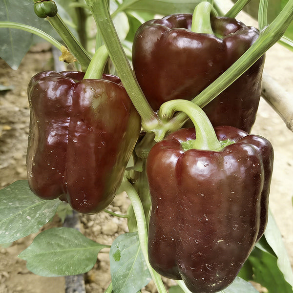 Coffee Fruit Sweet Pepper, 50 Seeds
