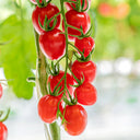 'Red Millennium' Cherry Tomato Seeds, 100 Seeds