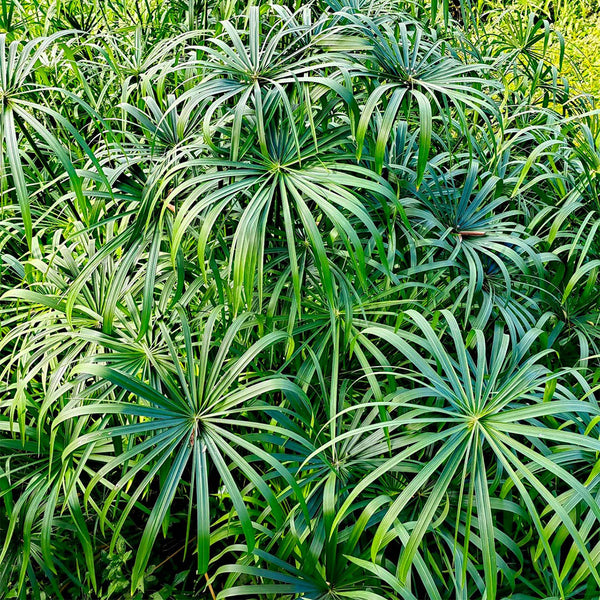 Umbrella Sedge, 500 Seeds