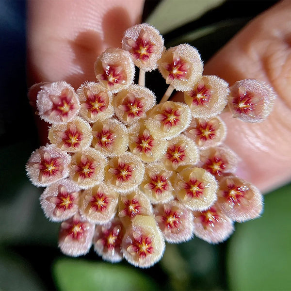 Hoya walliniana, 5 Cuttings