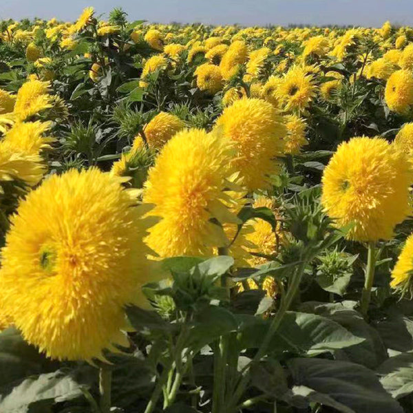 'Winnie Bear' Ornamental Sunflower Seeds, 1g